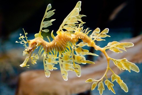 leafy-sea-dragon.jpg